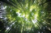Tuyệt cảnh rừng tre Sagano tại Kyoto Nhật Bản