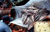 Du Lịch An Giang khám phá Làng nuôi cá bè Châu Đốc