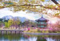 1521187678_gyeongbokgung Palace In Spring K
