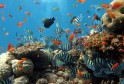 Coral Reef Fish3