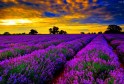 Lavender Fields In Provence France 2_2ho_2ho8nekgh70q6