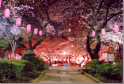Tokyo Cherry Blossoms Shrine At Night