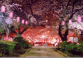 NHẬT BẢN MÙA LÁ ĐỎ: TOKYO – PHÚ SĨ – KYOTO – OSAKA (7N6D)